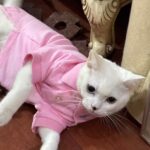 078939cbd5bef6dcc9a8129758d6c3b4