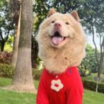 f42e57acb2cebe95d3115c9726008e33