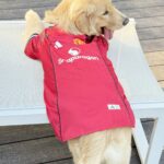 2019a28f53105dc04a2f38fa028a0b5b