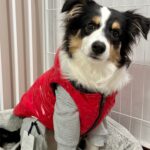 Rottweiler dog wearing a stylish winter coat, inspired by Chop from GTA 5.