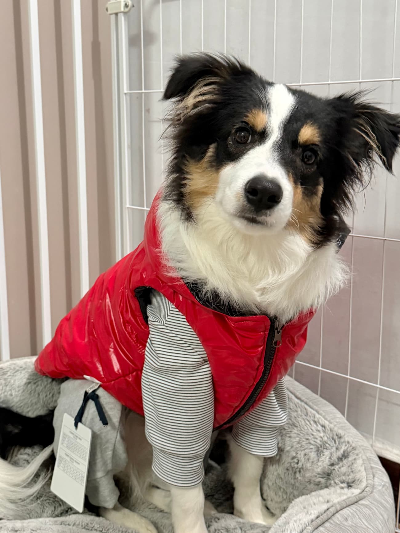Rottweiler dog wearing a stylish winter coat, inspired by Chop from GTA 5.