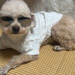 pet-coat-anti-chafe-tips-comfort-guide