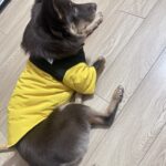 pet-coat-anti-chafe-tips-comfort-guide