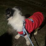 Dickies Sweatshirt red