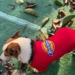 Dickies Sweatshirt red