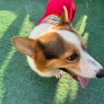 Dickies Sweatshirt red