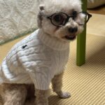 Dog Breed Specific Fit Guide