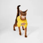 Dickies Sweatshirt Yellow