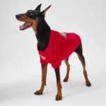 Dickies Sweatshirt red