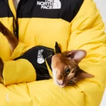 The NFace down jacket Yellow - Image 7