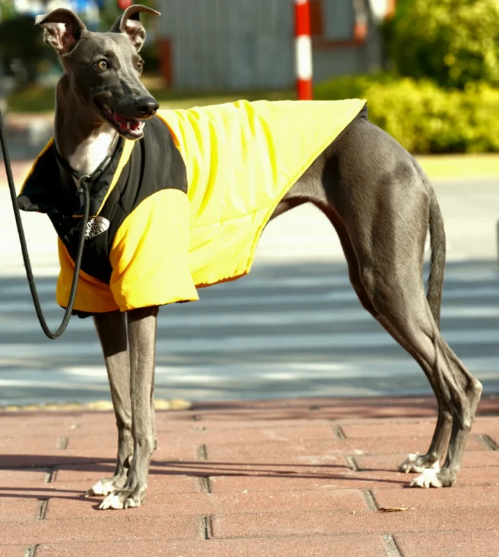 Do Dogs Really Need Winter Jackets & Sweaters in 2025 A Vet’s Honest Answer